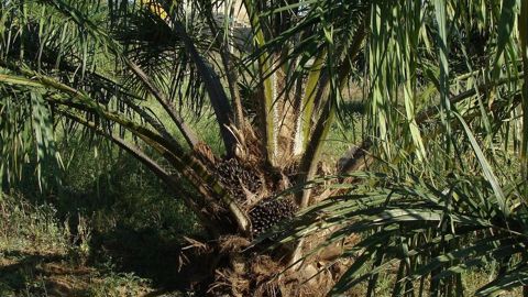 Selon la justice indonésienne, des entreprises locales et des responsables gouvernementaux se sont mis d’accord, contre versement de pots-de-vin, pour faire passer l’huile de palme pour un sous-produit appelé Treating Palm Oil Mill Effluent (POME), soit des résidus de production d’huile de palme.