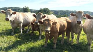 Broutards croisés limousins charolais