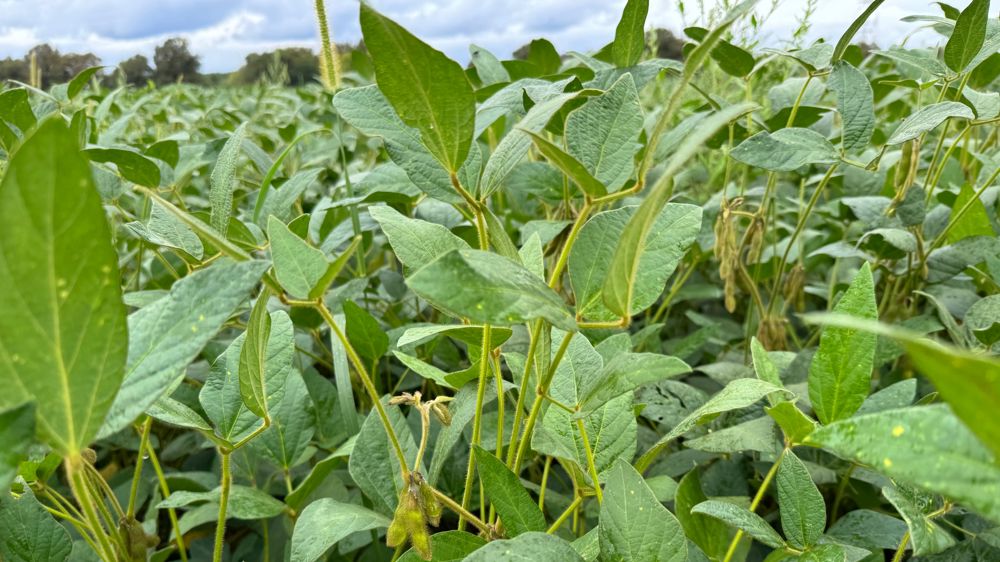 97;5 % du soja importé en France est considéré par l'observatoire Duralim comme sans risque de déforestation ou de conversion.