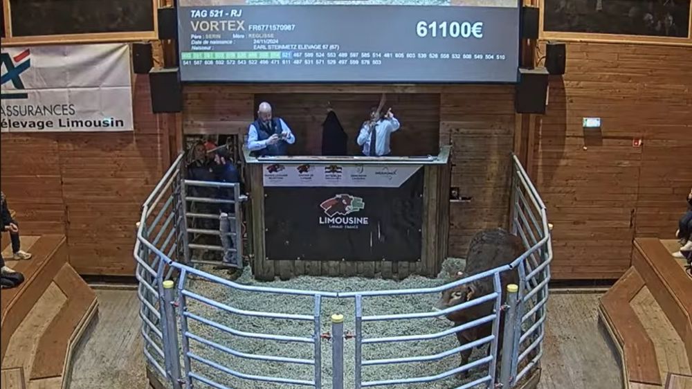 Le jeune reproducteur Vortex lors de la vente aux enchères du pôle de sélection de Lanaud.