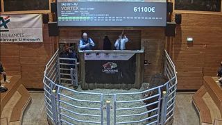 Le jeune taureau a fait monter les enchères pendant presque 10 min sur le ring de la station de Lanaud.