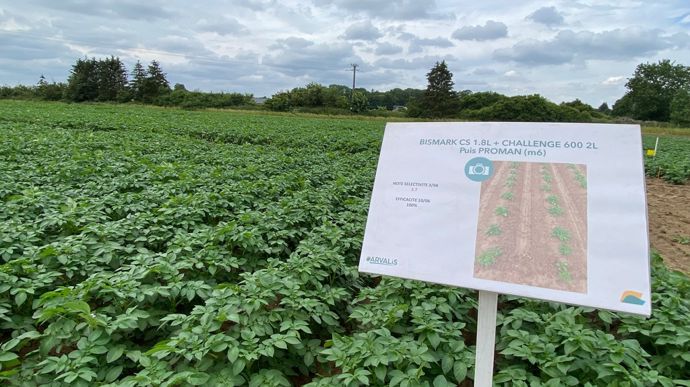 Les programmes associant le métobromuron en prélevée tardive permettent de gérer les levées échelonnées de mauvaises herbes, dans les champs de pommes de terre.
