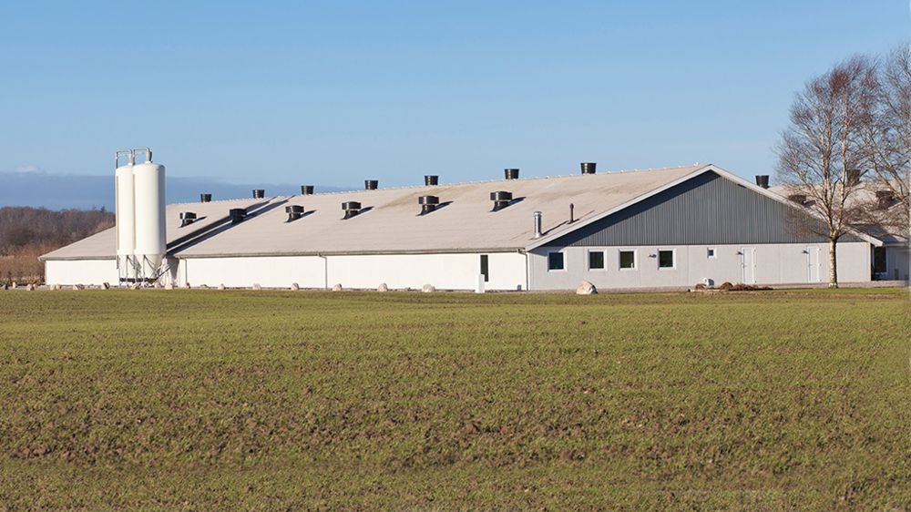 MHyo, PCV2 : que reste-t-il à optimiser dans des élevages largement vaccinés ?