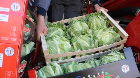 Les surfaces de légumes se développent dans les pays européens alors qu’elles baissent en Bretagne.