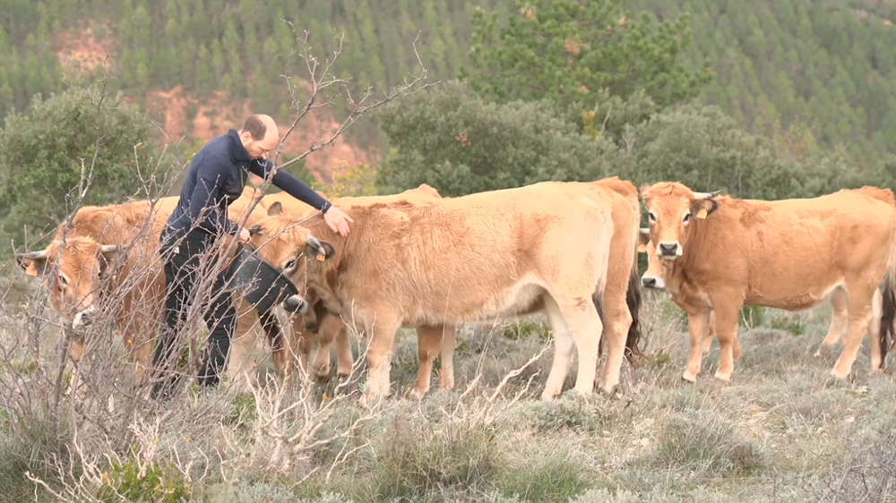 Eleveur et ses vaches Aubrac