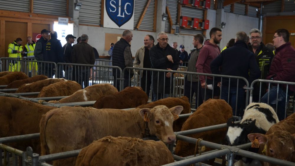 Marché au veaux de Saint-Laurent-de-Chamousset dans le Rhône.