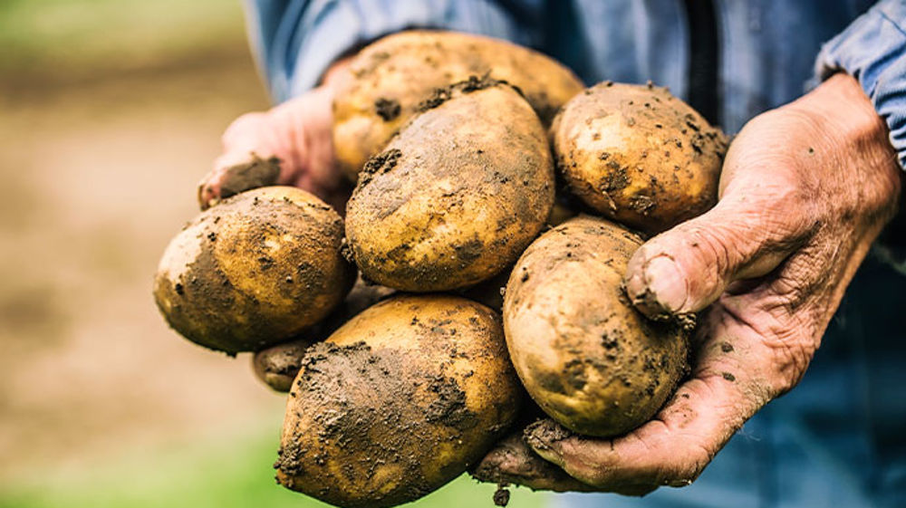 PYGMALION®, la protection flexible pour une saison mildiou imprévisible 