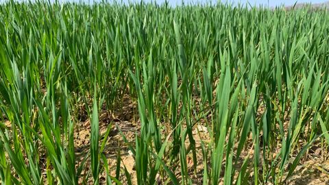 Dans son bulletin Mars publié le 23 mars 2026, la Commission européenne constate que les conditions météorologiques en Europe ont été « globalement favorables » aux cultures durant la période du 1er février au 14 mars 2026.