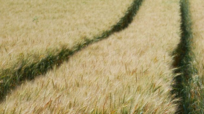 La Fiche des blés meuniers 2026 est parue ! - Meunerie