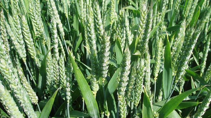 Epis de blé