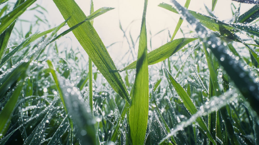La formulation, un levier pour mieux protéger vos céréales