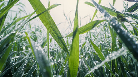 La formulation, un levier pour mieux protéger vos céréales