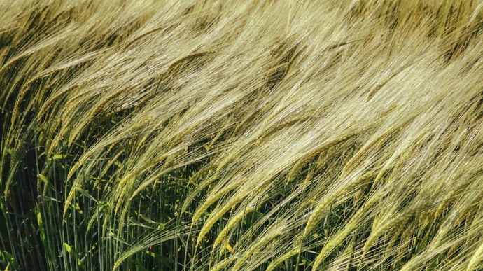 Meunerie française : des entreprises au défi du déficit - Meunerie