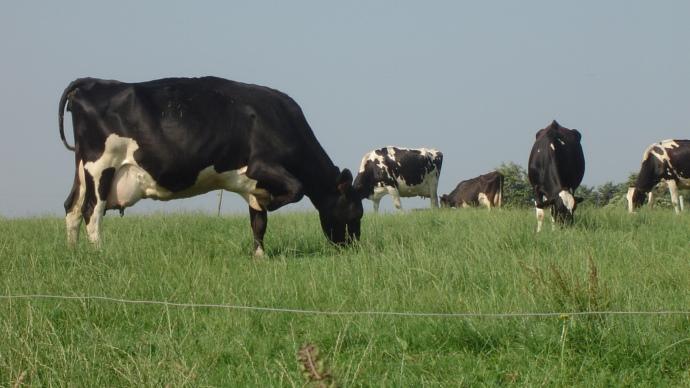 Vache laitière au pré