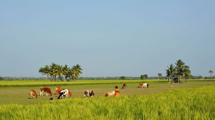मध्य पूर्व में संघर्ष के कारण भारत में उर्वरक उत्पादन में गिरावट आई है