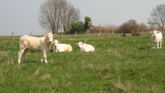 Veaux charolais