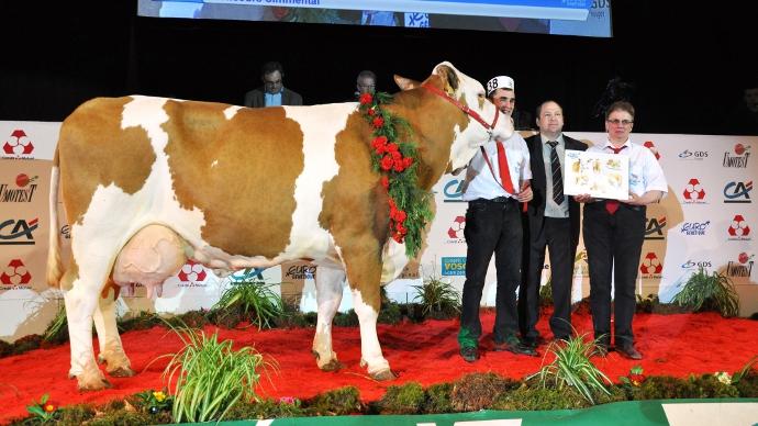Simmental Charmante