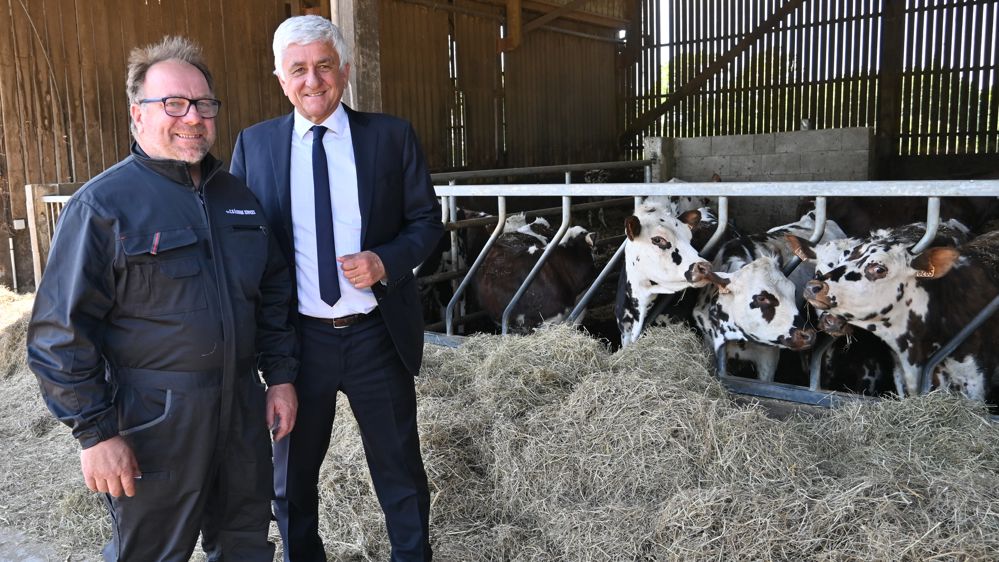 L’alliance de la Région et des laiteries rebooste la race normande