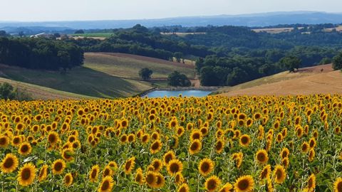 L'institut technique partage les résultats de son enquête sur les pratiques culturales en tournesol 2025.