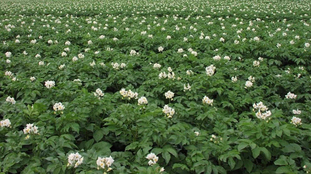 Une synergie gagnante pour les producteurs de pommes de terre