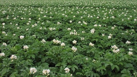 Une synergie gagnante pour les producteurs de pommes de terre