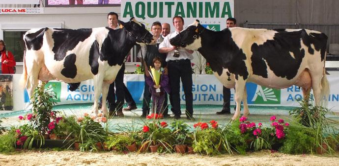 Championne holstein aquitanima 2013