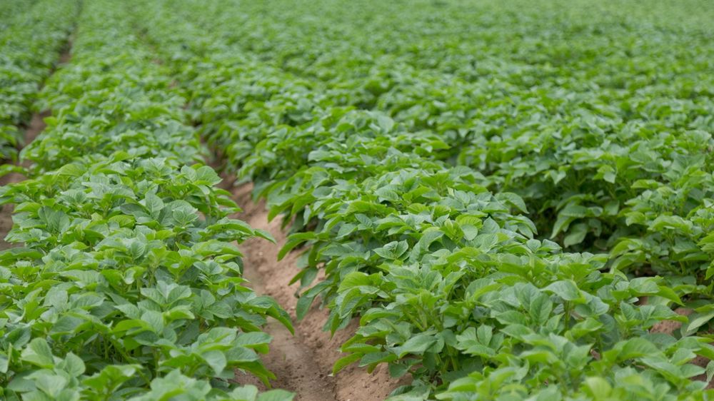 La Belgique confirme une baisse des surfaces de pommes de terre en 2026 — free download