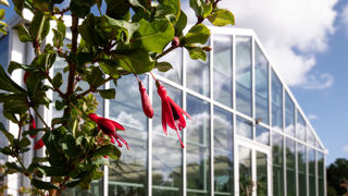 Une nouvelle collection de fuchsias a été inaugurée en juin au sein de l’Arboret