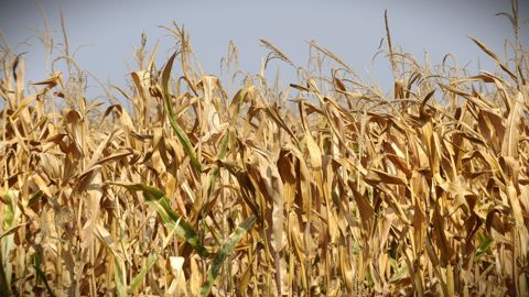 La production 2026 de maïs grain est pour l'instant estimée à 9,5 Mt, un plus-bas depuis 26 ans.