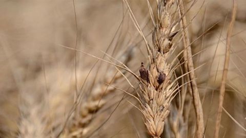 Toutes les graminées cultivées ou adventices peuvent être affectées, mais il existe des différences de sensibilité entre espèces.