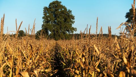 Pour cette récolte 2026, le rendement moyen en maïs grain est estimé à 70,3 q/ha.