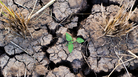 Les conséquences dramatiques du changement climatique exacerbent les clivages sur la question de la transition agricole.