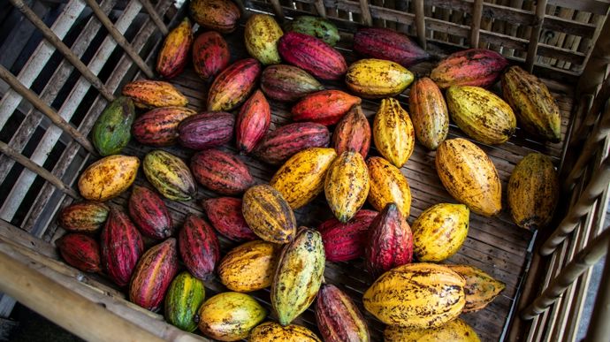 Chocolat : ce que veulent les consommateurs - Chocolaterie