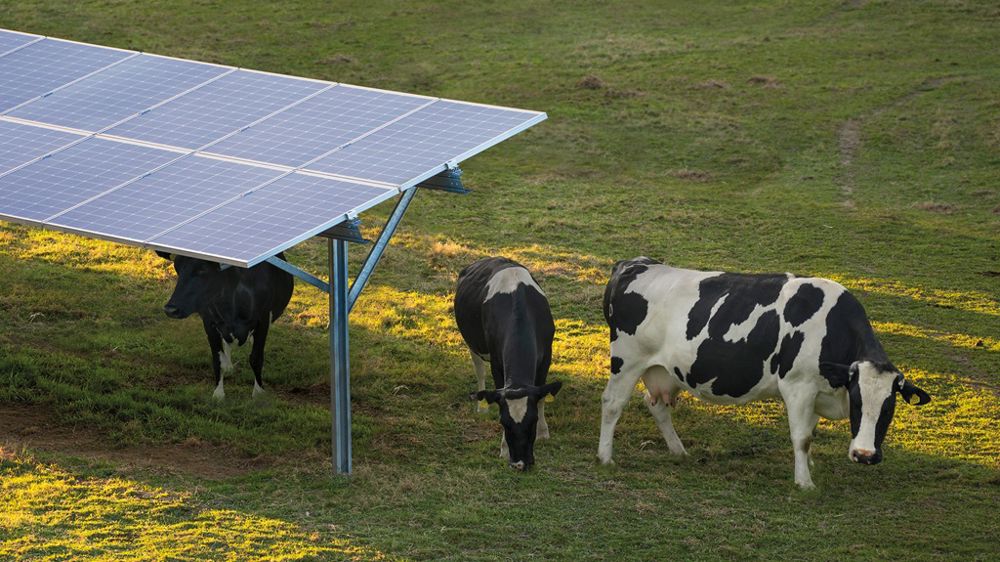 Dans l’Allier, un démonstrateur agrivoltaïque dédié aux bovins