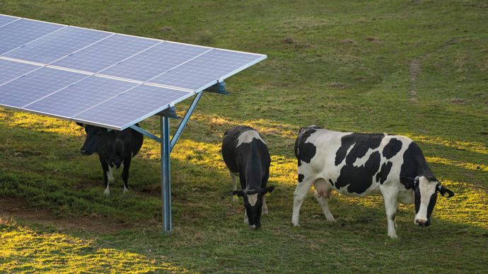 Dans l’Allier, un démonstrateur agrivoltaïque dédié aux bovins