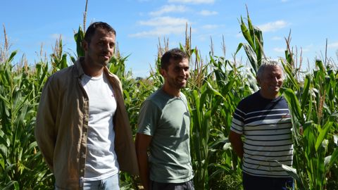Les maïs de Nicolas, Romain et Jean-Pierre Demy ont pleinement valorisé les troi