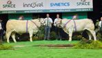 Vitrine et Apollon, les grands champions femelle et mâle du concours Charolais.