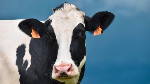 Il est dès à présent possible pour les éleveurs de connaître le statut des femel