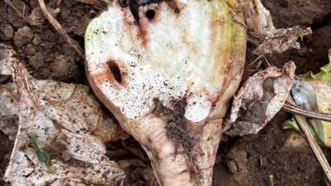 Le stress climatique de l'été aura un impact très important sur la récolte de betteraves.