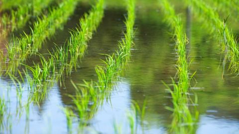 Les Néerlandais se mettent à expérimenter la culture du riz.