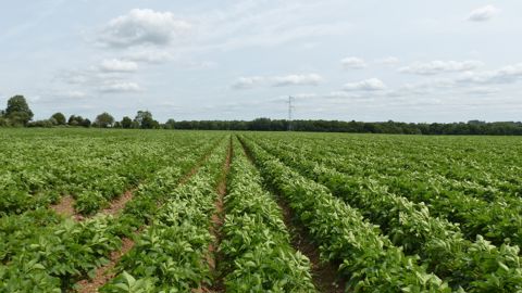 En Europe, la surface de plants de pomme de terre s'est très légèrement tassé.