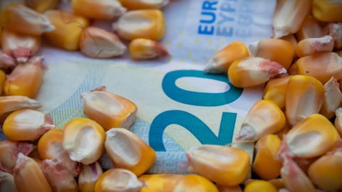 Vendredi 16 octobre à la mi-journée, le maïs Euronext à livraison novembre 2026 se relâchait de 9,50 €/t, à 291,75 €/t.