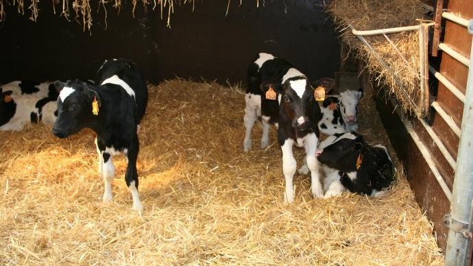 Veaux prim'holsteins