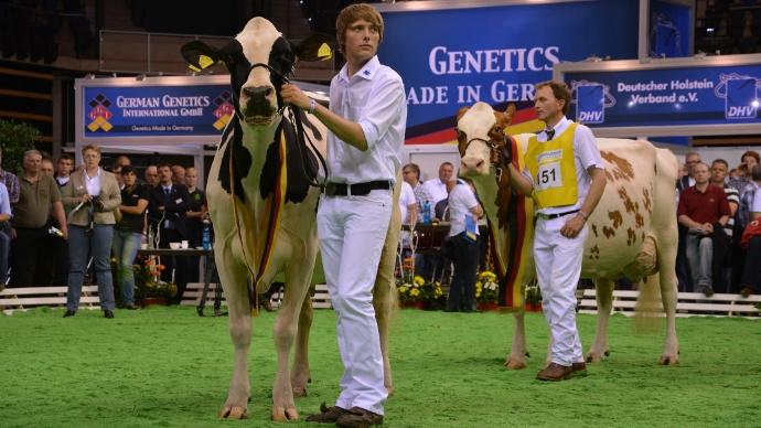 German Holstein Show 2013 oldenburg