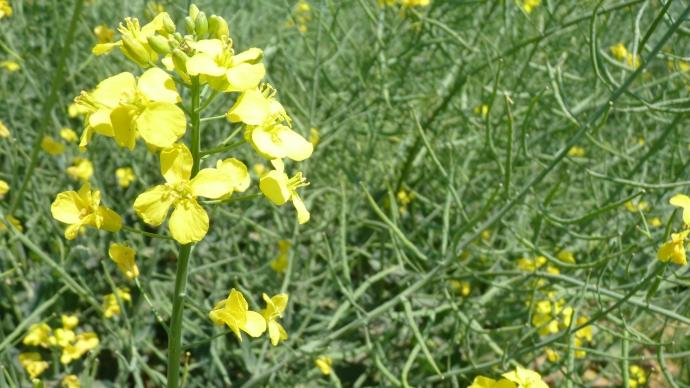 Le développement des hybrides confirme la domination de l'offre par les variétés Dekalb.