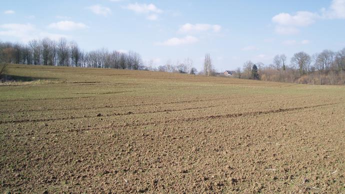 Semis de blé