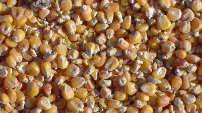 Grains de maïs