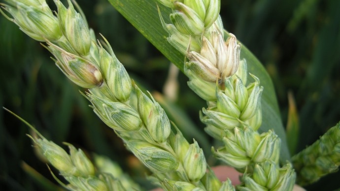 Fusariose sur épi de blé