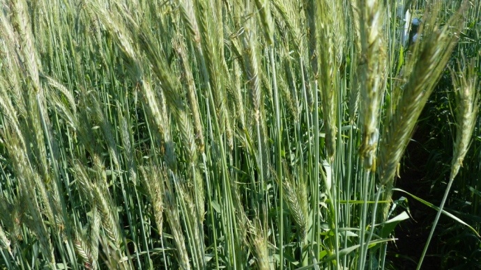 Variété de seigle hybride.