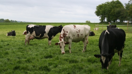 Vaches au pré